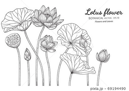 Lotus Flower And Leaf Hand Drawn Botanical のイラスト素材