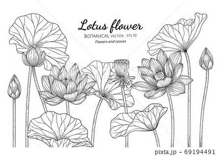 Lotus Flower And Leaf Hand Drawn Botanical のイラスト素材