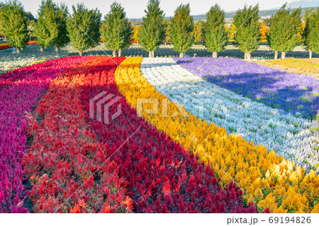 Gardening rainbow colour flower farm 69194826