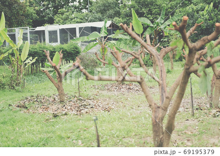 Pruning Training Tree. Garden Maintenance 69195379