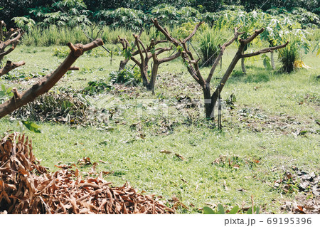 Pruning Training Tree. Garden Maintenance Pruning Training Tree. Garden Maintenance 69195396