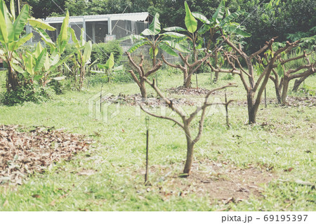 Pruning Training Tree. Garden Maintenance Pruning Training Tree. Garden Maintenance 69195397