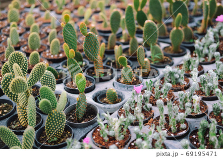 growing succulent cactus plant in pot. 69195471