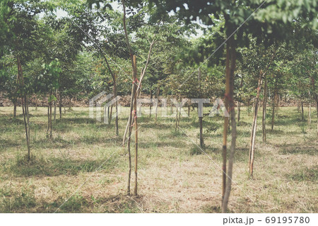 growing siamese rosewood tracwood tree 69195780