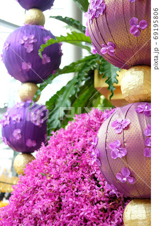 orchid flower blossom for decoration 69195806