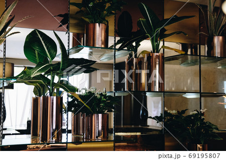 green plant leaves arrangement for decoration 69195807