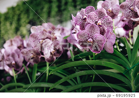 blooming purple orchid flower bouquet for decorating blooming purple orchid flower bouquet for decorating 69195925