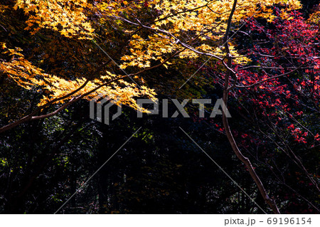 紅葉、黄葉、空の青、天空のもみじ 紅葉、黄葉、空の青、天空のもみじ 69196154