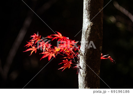 紅葉、黄葉、空の青、天空のもみじ 69196186