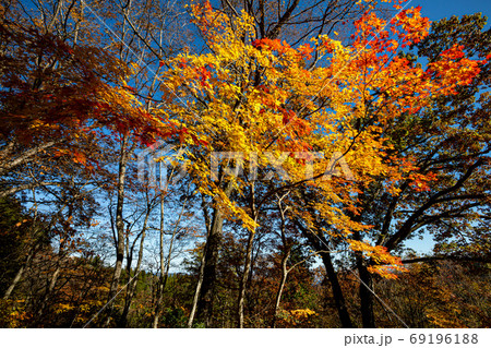 紅葉、黄葉、空の青、天空のもみじ 69196188