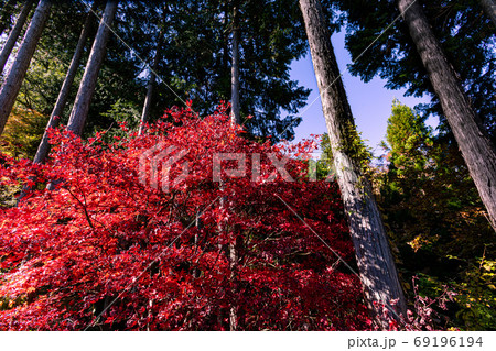 紅葉、黄葉、空の青、天空のもみじ 69196194