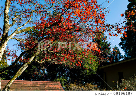 紅葉、黄葉、空の青、天空のもみじ 69196197