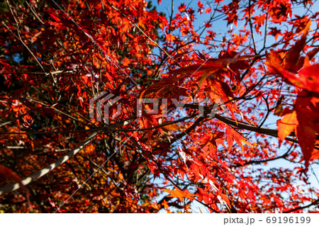紅葉、黄葉、空の青、天空のもみじ 69196199