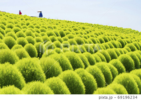 国立ひたち海浜公園 夏の風景 国立ひたち海浜公園 夏の風景 69196234