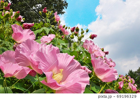 夏の青空に映えるフヨウの花 69196329