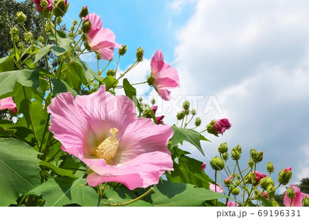 夏の青空に映えるフヨウの花 69196331