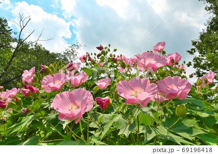 夏の青空に映えるフヨウの花　8月 69196418