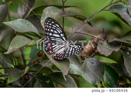 アカボシゴマダラ 69196436