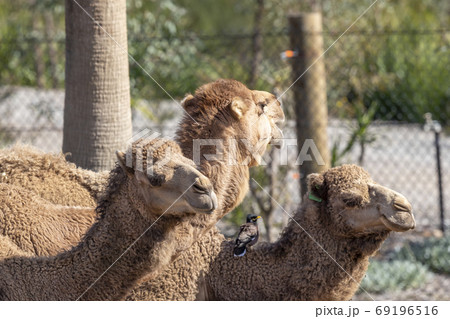 Three brown camels and a bird sitting on ground side by side Three brown camels and a bird sitting on ground side by side 69196516