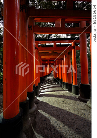 夜明け前の千本鳥居　伏見稲荷大社 69196664