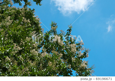 花が見ごろを迎えたシマサルスベリと夏の青空　8月撮影 69196671