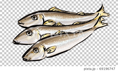 キス　シロギス　鱚　イラスト 69196747