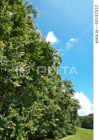 花が満開の砧公園のシマサルスベリ　数本の大木が群生した見事な風景　8月 69197022