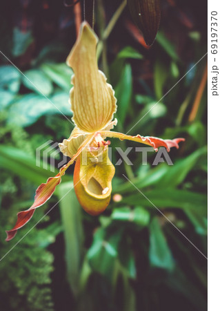 Orchid, phragmipedium grande, closeup view 69197370