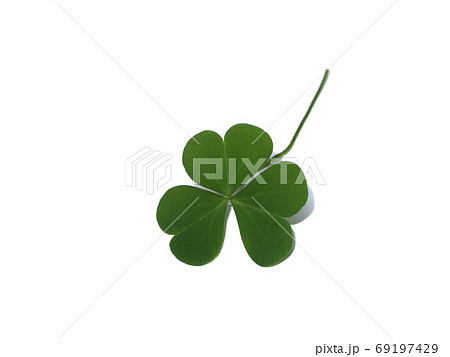Close up Creeping lady's sorrel plant Close up Creeping lady's sorrel plant 69197429