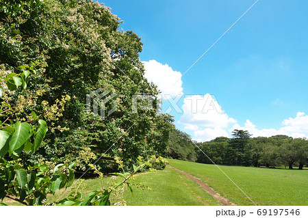 砧公園のシマサルスベリ（左半分）　数本の大木が並ぶ見事な景観　8月 69197546