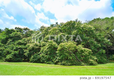 花が満開の砧公園のシマサルスベリ　数本の大木が群生する見事な風景　8月 69197547