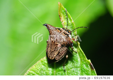ウシカメムシ 69197636