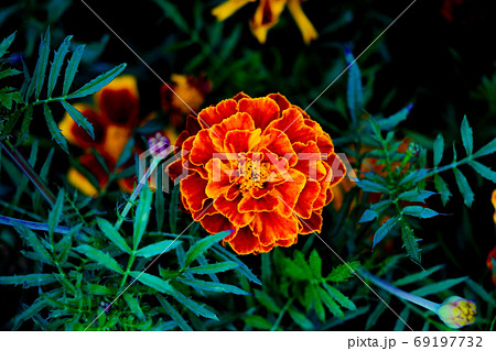 Flowers Tagetes Patula Marigold in garden in a summer season. Flowers Tagetes Patula Marigold in garden in a summer season. 69197732