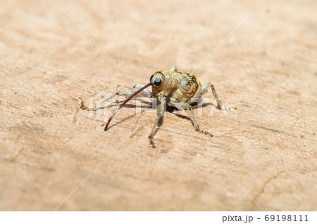 シギゾウムシの一種 69198111