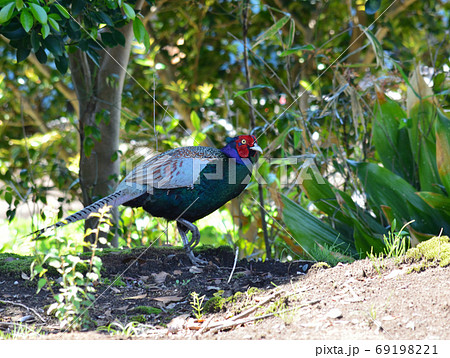 わが家の庭にキジが　　＃68 69198221