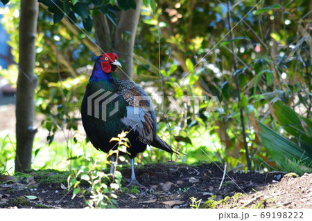 わが家の庭にキジが　　＃67 69198222