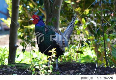 わが家の庭にキジが　　＃64 69198226