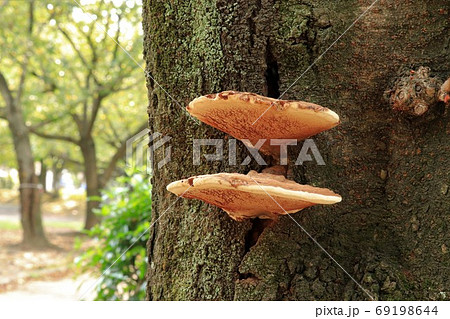 桜の木のコフキサルノコシカケ 桜の木のコフキサルノコシカケ 69198644