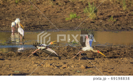 Yellow Billed stork in Kruger National park, South Africa Yellow Billed stork in Kruger National park, South Africa 69198838