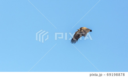 White backed Vulture in Kruger National park, South Africa 69198878