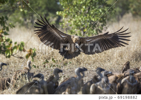 White backed Vulture in Kruger National park, South Africa White backed Vulture in Kruger National park, South Africa 69198882
