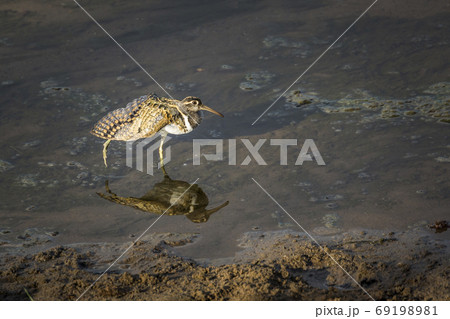 Greater Painted snipe in Kruger National park, South Africa 69198981