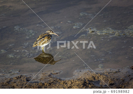 Greater Painted snipe in Kruger National park, South Africa Greater Painted snipe in Kruger National park, South Africa 69198982