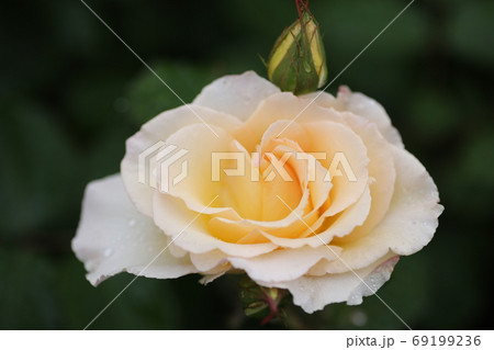 バラ　グランドプライズ　アメリカ 69199236