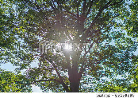 代々木公園】木の隙間から差し込む太陽の光の写真素材 [69199399] - PIXTA