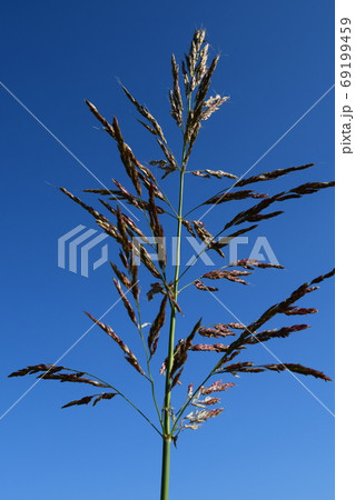 セイバンモロコシ セイバンモロコシ 69199459