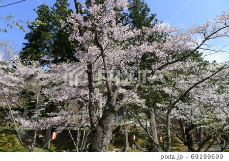 福泉寺の桜 福泉寺の桜 69199699