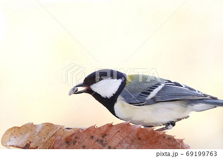 シジュウカラ 身近な野鳥 白黒の鳥の写真素材