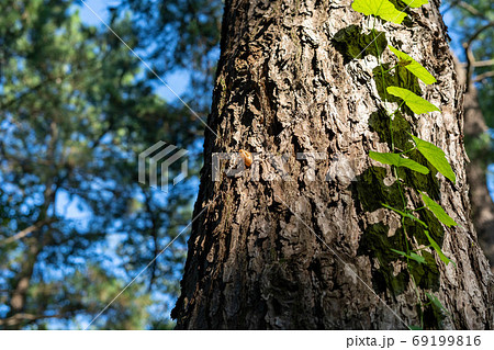 【代々木公園】夏を感じる蝉(セミ)の抜け殻(コピースペース) 【代々木公園】夏を感じる蝉(セミ)の抜け殻(コピースペース) 69199816
