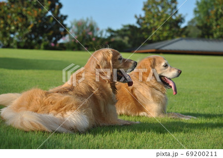 芝生に横たわる犬 芝生に横たわる犬 69200211